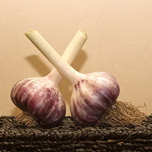 Two bulbs of Baba Franchuk's garlic.